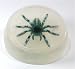 Baby : Spider vegetable glycerin soap