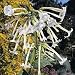 Nicotiana Sylvestris