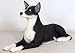 アニマルビッグフィギュアシリーズ【横たわる　ケルビー犬】（等身大フィギュア）_s-1