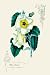 Art Poster, White Beauty - 20x30
