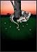 Book The Draconic Chart (Flare Pioneers)