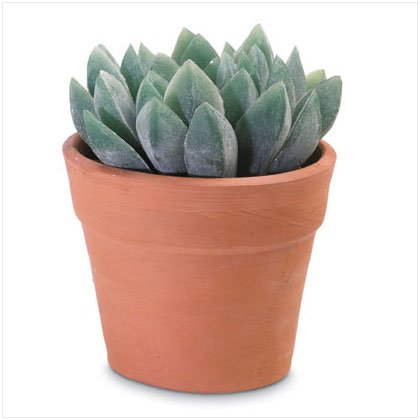 ALOE VERA PLANT IN POT. Brand New Quality Product