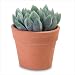 Kitchen & Housewares : ALOE VERA PLANT IN POT
