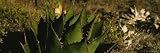Close-Up of an Aloe Vera Plant, Baja California, Mexico Art Photographic Poster Print by Panoramic Images, 60×20