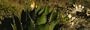 Close-Up of an Aloe Vera Plant, Baja California, Mexico Photographic Poster Print by Panoramic Images , 40x120