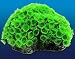 Natures Image No. 115A Button Polyp Green 6.75in x 5.75in x 3.5in Coral Reproduction