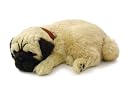 Perfect Petzzz Pug Puppy