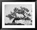 Japanese Pine Trees, Dwarfed and Shaped in Japanese Fashion, at Brooklyn Botanic Gard...