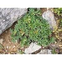 Lady's Mantle Tea
