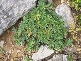 Lady's Mantle Tea
