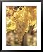 Close-up of Malvasia Grapes in Vineyard Outside Frascati, Frascati, Lazio, Italy, Eur...