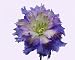 Purple and White Dahlia Flower - 36