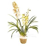 Delightful Cymbidium Orchid - Send a Beautiful Plant Gift or Planted Arrangement