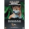 Killer Instinct - Dingos