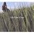 �ċz