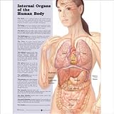 Internal Organs of the Human Body Anatomical Chart Paper Unmounted