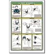 Fitnus Chart -Chest Workout 23"x35" (EA)