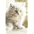 My Cat's Record Book
