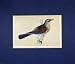 1860 HAND COLOURED ANTIQUE PRINT WILD BIRD FIELDFARE