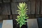 Cephalotaxus Harringtonia Korean Gold - Plum Yew Tree / Bush