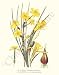 Botanical Flower Print: Jonquil, Daffodil - Narcissus jonquilla, Narcissus pseudo-narcissus