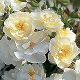 Garden Roses - Rose Magic Blanket PPAF