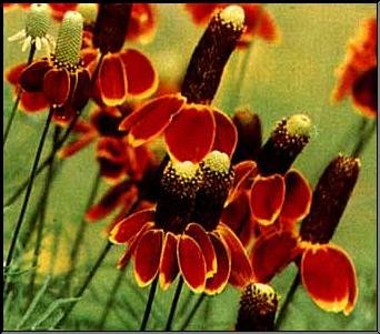 1,000 Mexican Hat Seeds By Seed Needs