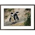 Jackass penguins standing together on a rock Subject Framed Art Poster Print by Kenneth Garrett, 29x21