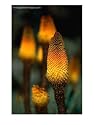 Red Hot Poker Plant from the Sanetti Plateau, Bale Mountains National Park, Oromia, Ethiopia Art Styles Photographic Poster Print by Ariadne Van Zandbergen, 12x16