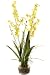 Orchids In Glass Dish