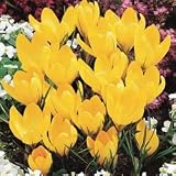 Crocus vernus bulb Golden Yellow - 10 Pack