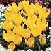 Crocus vernus bulb 