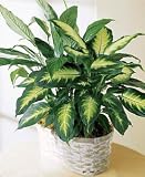 Spathiphyllumm and Dieffenbachia
