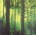 Thy Serpent - Forests of Witchery