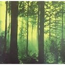 Forests of Witchery