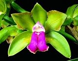 Blc Memoria Helen Brown 'Sweet Afton' AM/AOS x Cattleya bicolor 'Mendenhall Beta' (4n)