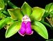 C. bicolor 'Newberry Beta' (4n) x self