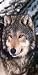 Towel World Wolf Snow Beach Towel