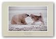 Polar Kiss by Thomas Mangelsen 27.5"x17.5" Art Print Poster