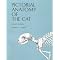 Animal Anatomy