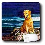 Dogs Golden Retriever - Golden Retriever - Mouse Pads
