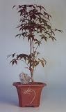Bonsai Boy's Japanese Red Maple Bonsai Tree<br><i>(Acer Palmatum Atropurpurea)</i>