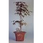 Bonsai Boy's Japanese Red Maple Bonsai Tree - Large<br><i>(Acer Palmatum "Atropurpurea")</i>