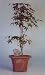 Bonsai Boy's Japanese Red Maple Bonsai Tree<br><i>(Acer Palmatum 