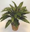 32" Aspidistra Bush (Red&Green)