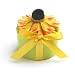 Bloembox Perennials: Dogtooth Daisy in Gift Box