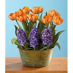 A Mother's Love Bulb Garden by 