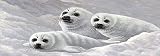 Harp Seal Pups Window Mural