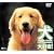 犬、大好き!ドッグズ・ビー・ハッピー! [DVD]