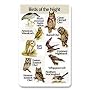 Identiflyer Additional SongCard-Birds of the Night